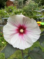 Hibiskus_Small Wonders_24-08-16 08-33-29 8709