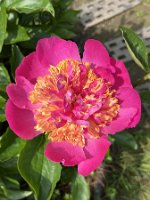 Paeonia Tom Eckhardt_24-05-18 10-58-32 8283